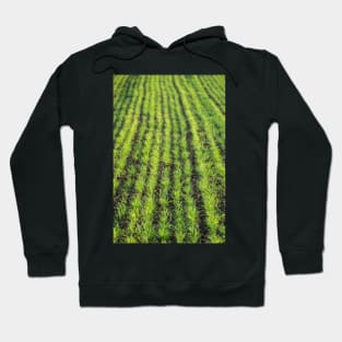 Cropped Hoodie